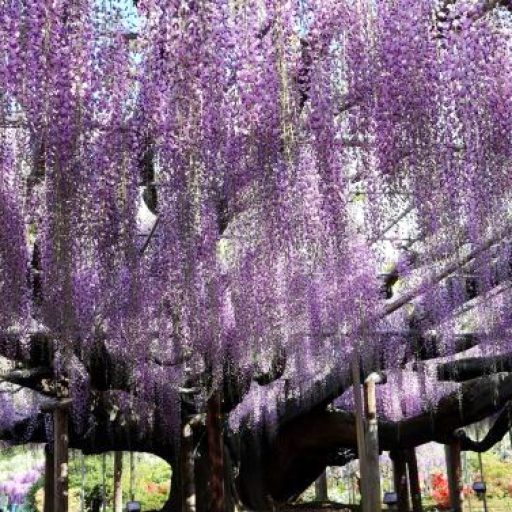 かおるおじさん写真館